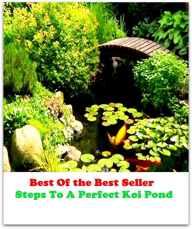 Best of the Best Sellers Steps To A Perfect Koi Pond (steppingstone, steppingstones, step relationship, steps, steps ahead, step sibling, sepsis, stepsister, step size, stepson)