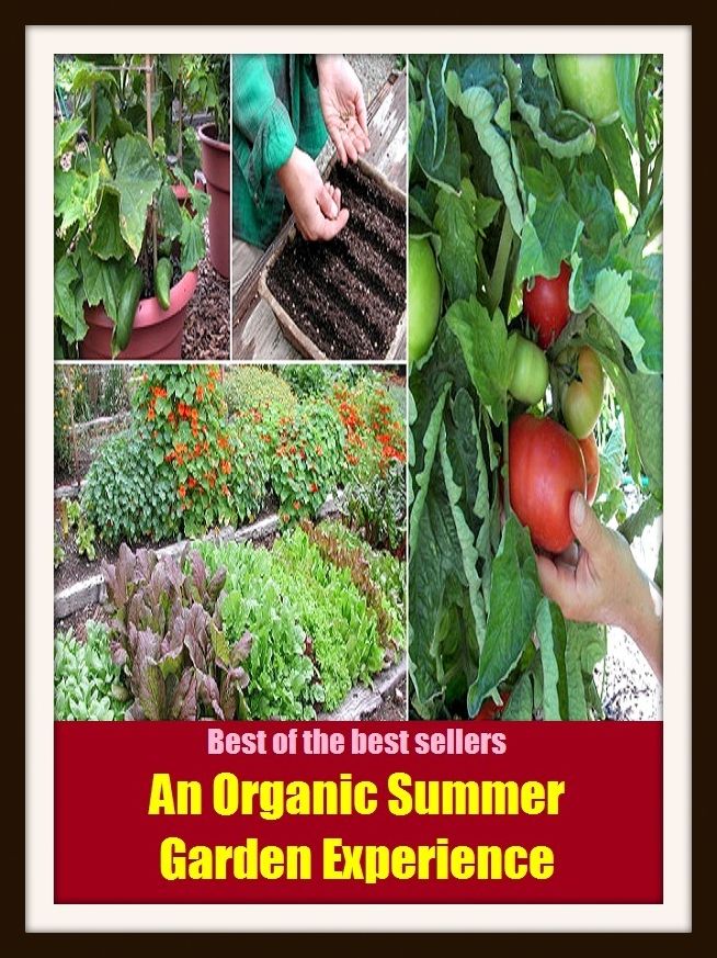 Best of the Best Sellers An Organic Summer Garden Experience (back yard, greenhouse, tarrace, hothouse, plot, bed, nursery, conservatory, oasis, cold frame, field, patio, enclosure, patch)