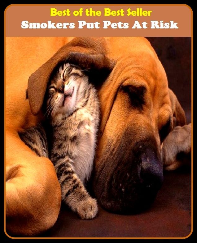 Best of the Best Sellers Smokers Put Pets At Risk (smoke like, smoke pipe, smoke proof, smoker, smokers cough, smoker, smokescreen, smokestack, smokestack industry, smoke)