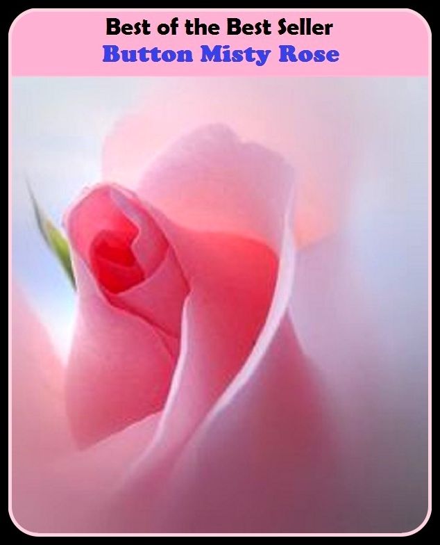Best of the Best Sellers Button Misty Rose ( Rose, rise, wild rose, rose garden, rose apple, rose hip, rose-colored, rose window, rose petal, briar rose )