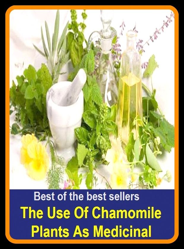 Best of the Best Sellers The Use Of Chamomile Plants As Medicinal ( medication, medicament, drug, prescription, pharmaceutical, dose, treatment, remedy, cure)
