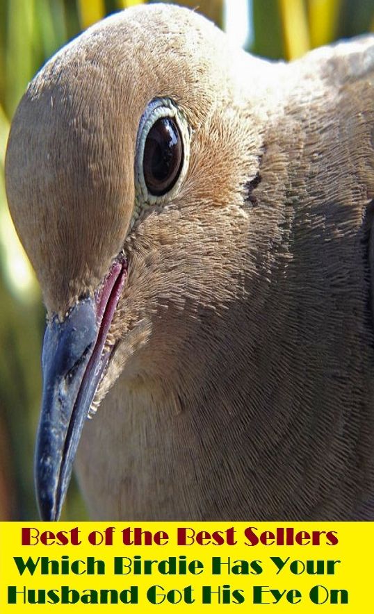 Best of the Best Sellers Which Birdie Has Your Husband Got His Eye On (birder, birdseed, bird feeder, birdhouse, birdie, birdieing, birding, birdie, prudishly, snobbishness)
