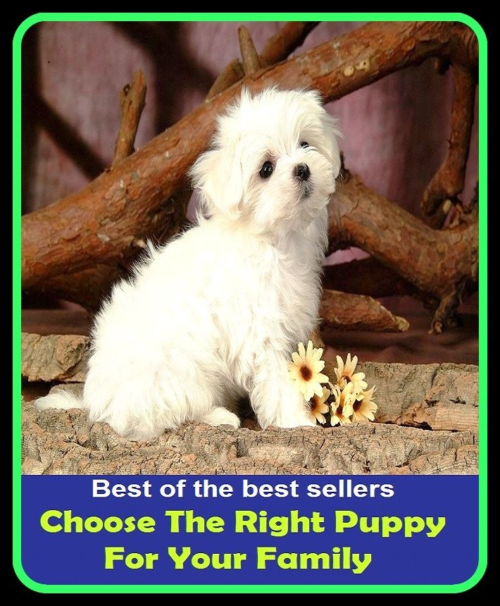 Best of the best sellers Choose The Right Puppy For Your Family ( children, infant, nino, kid, childhood, son, kids, baby, enfant, boy, enfant, infantil, juvenile, infantile, minor, minors, secondary, daughter, enfant, girl, ninos )