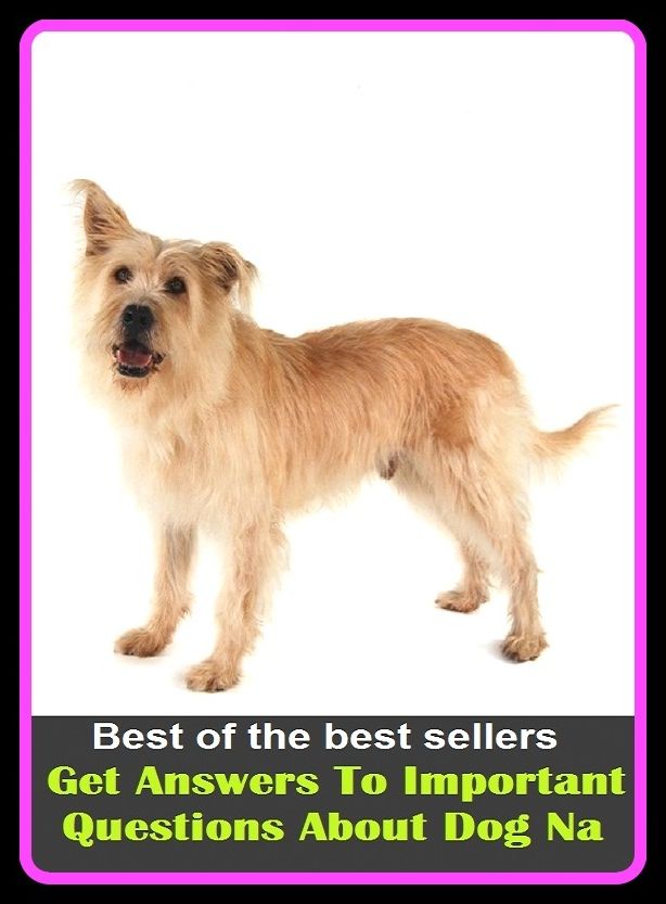 Best of the best sellers Get Answers To Important Questions About Dog Na ( families, household, familial, domestic, relatives, households, dynasty, home, familiar, household-type, family-run, family-related, family-owned, kin, family-based )