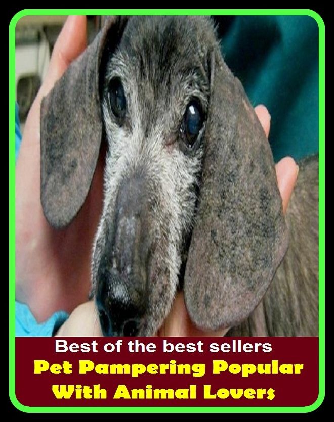Best of the best sellers Pet Pampering Popular With Animal Lovers ( Reptile, slither, pet, constrictor, venom, Cobra, Boa, Garden, moccasin, rattle snake, anaconda, viper, sea snake, water snake, corn snake, pets, pet, science )