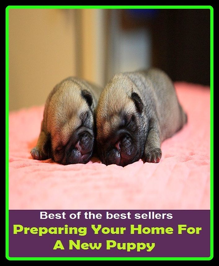 Best of the best sellers Preparing Your Home For A New Puppy ( families, household, familial, domestic, relatives, households, dynasty, home, familiar, household-type, family-run, family-related, family-owned, kin, family-based, marital, clan )