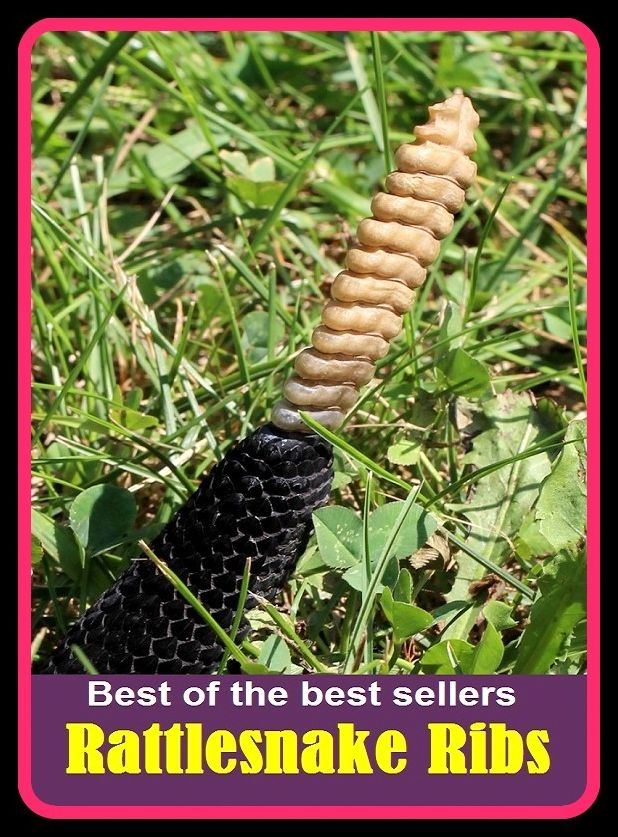 Best of the best sellers Rattlesnake Ribs ( Reptile, slither, pet, constrictor, venom, Cobra, Boa, Garden, moccasin, rattle snake, anaconda, viper, sea snake, water snake, corn snake, pets, pet, science, nature, wildlife, photography )