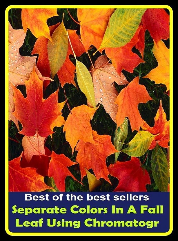 Best of the best sellers Separate Colors In A Fall Leaf Using Chromatogr ( essay, paper, thesis, dissertation, composition, article, treatise, theory, idea, hypothesis )