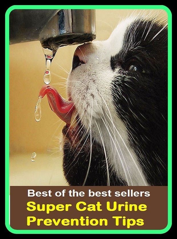 Best of the best sellers Super Cat Urine Prevention Tips ( way, method, means, technique, mode, system, approach, manner, line of attack, routine )