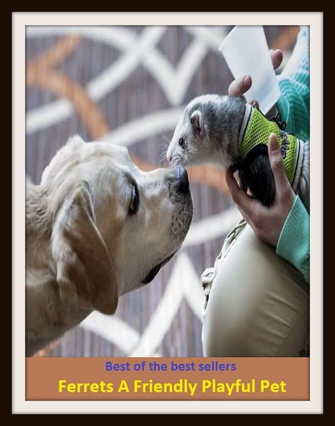 Best of the Best Sellers Ferrets A Friendly Playful Pet ( conciliatory, amicable, neighbourly, neighborly, matey, benign, benignant, fortunate, auspicious, compatible )