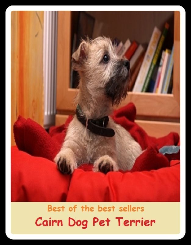 Best of the Best Sellers Cairn Dog Pet Terrier ( Pet, favorite, favored, cherished, dear to one's heart, particular, special, personal, caress, fondle, pat)