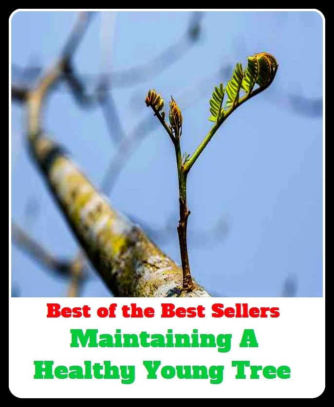 Best of The Best Sellers	Maintaining A Healthy Young Tree (continue,control, cultivate, finance, keep, manage, preserve, protect, provide, renew)