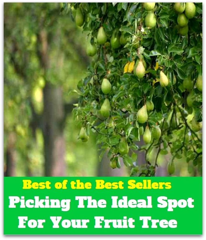 Best of The Best Sellers	Picking The Ideal Spot For Your Fruit Tree (excellent, fitting, optimal, quintessential, absolute, classic, classical, representative, Shangri-la, archetypal)
