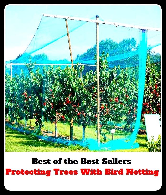 Best of The Best Sellers	Protecting Trees With Bird Netting (Fowl, chick, fledgling, nestling, feathered friend, birdie, budgie, avifauna, chick, doll)