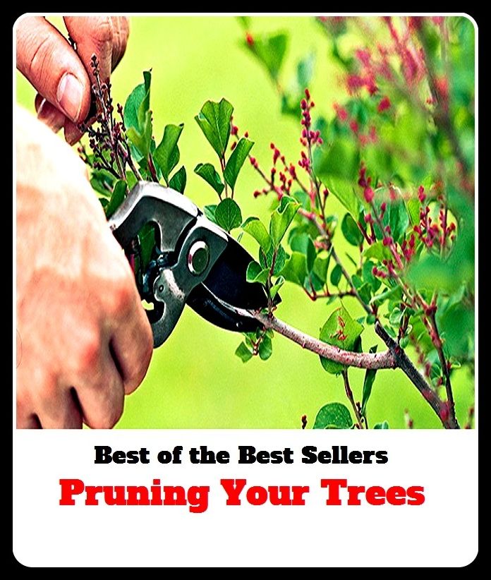 Best of The Best Sellers	Pruning Your Trees (forest,sapling,seedling,shrub,timber,wood,hardwood,pulp,softwood,stock)