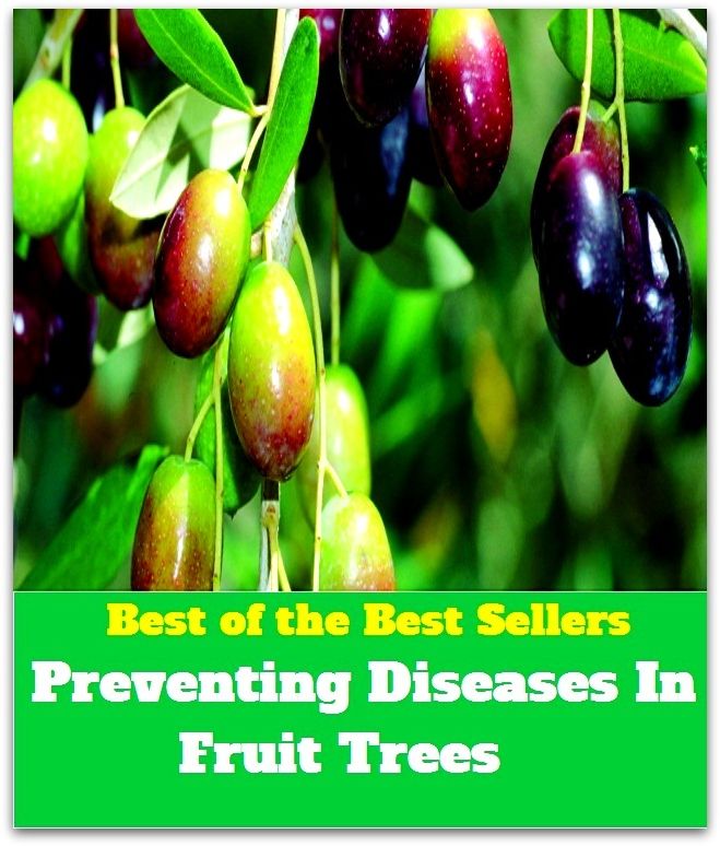 Best of The Best Sellers	Preventing Diseases In Fruit Trees (avert, avoid, bar, block, counter, forbid, forestall, halt, hamper, hinder)