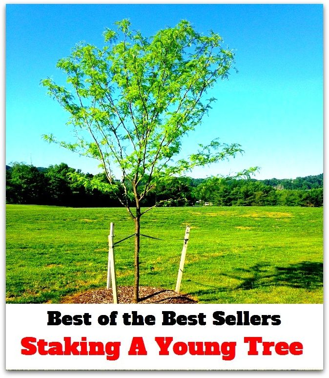 Best of The Best Sellers	Staking A Young Tree (Forest, sapling, seedling, shrub, timber, wood, hardwood, pulp, softwood, stock)