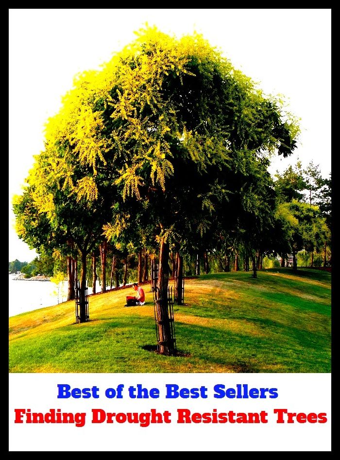 Finding Drought Resistant Trees (conclusion, data, decision, discovery, recommendation, award, decree, pronouncement, sentence, closure)