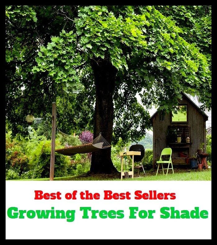 Growing Trees For Shade (burgeoning, developing, expanding, flourishing, spreading ,thriving, viable, amplifying, animate, augmenting, )