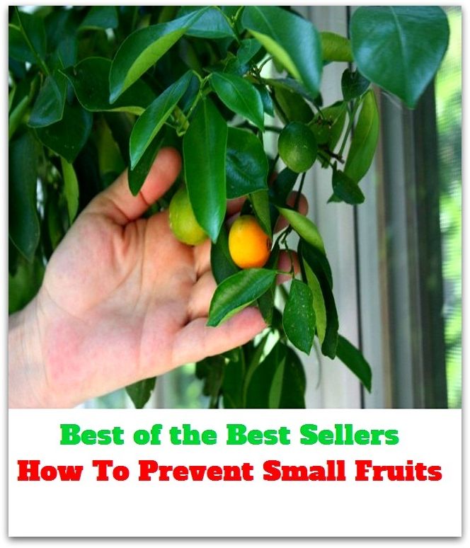 Best of The Best Sellers	How To Prevent Small Fruits (avert, avoid, bar, block, counter, forbid, forestall, halt, hamper, hinder)