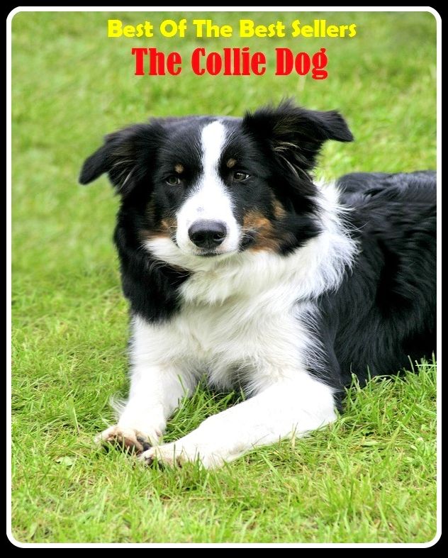 Best of the Best Sellers The Collie Dog ( agree to disagree, wrestle, atomize, whomp, bang into, wage war, be antipathetic, tussle, be at variance, tilt, beat against )