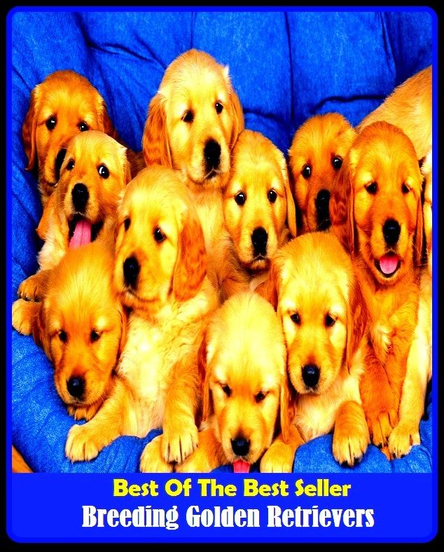Best of the Best Sellers Breeding Golden Retrievers ( afghan, zone, band, understruction, basement, understory, bearing wall, underlayer, bed linen, undercarriage )