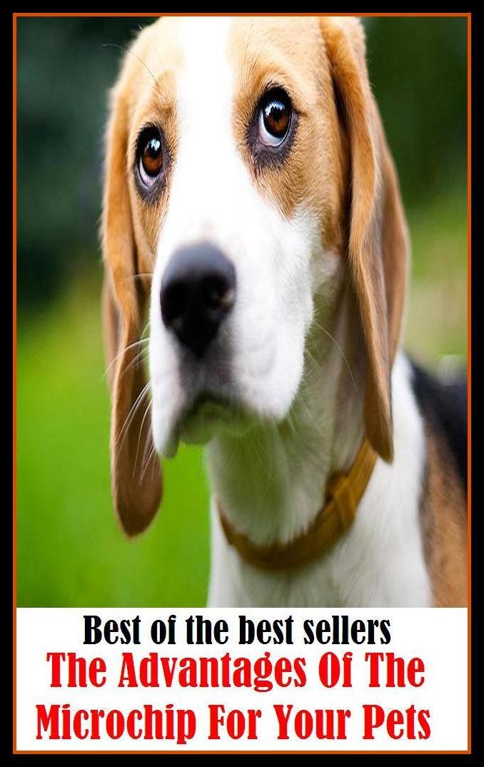Best of the Best Sellers The Advantages Of The Microchip For Your Pets (the action, the actress, the actual, the admirable Crichton, the advantage, the adventures of Alix, the adventures of baron Munchhausen, the adventures of Pinocchio)