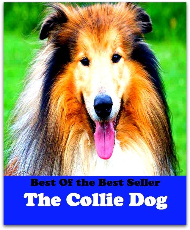 Best of the Best Sellers The Collie Dog ( agree to disagree, wrestle, atomize, whomp, bang into, wage war, be antipathetic, tussle, be at variance, tilt )