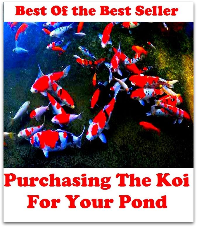 Best of the Best Sellers Purchasing The Koi For Your Pond (purchasing department, purchasing office, purchasing platform, purchasing power, purchasing power parity, purchasing, hospital, purdah, brainwashing, Prudy)