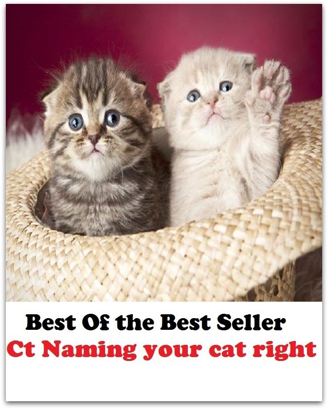 Best of the Best Sellers Ct Namingyourcatright (right, claim, name, possession, ownership, control, title, jus, ownership, claim)