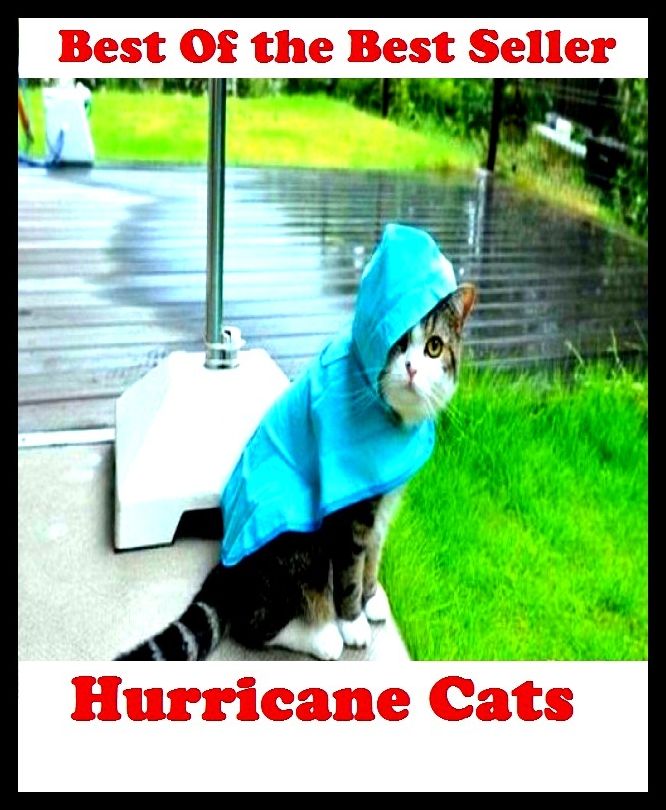 Best of the best sellers Hurricane Cats ( Theology, Ethics, Thought, Theory, Self Help, Mystery, romance, action, adventure, sci fi, science fiction, drama, horror, thriller, classic, novel, literature, suspense )