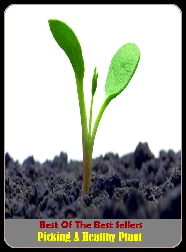Best of The Best Sellers	Picking A Healthy Plant (Plantation, woodlet, grove, garden, plantation, grove, vineyard, fruit garden, coppice, thicket)