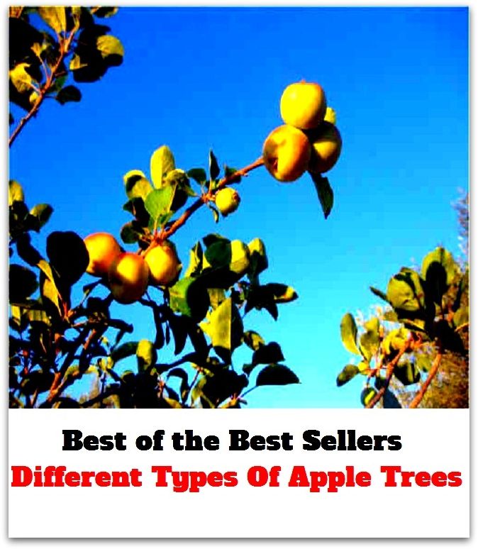 Best of The Best Sellers	Different Types Of Apple Trees (contrasting, disparate, distant, distinct, distinctive, divergent, diverse, offbeat, other, particular)