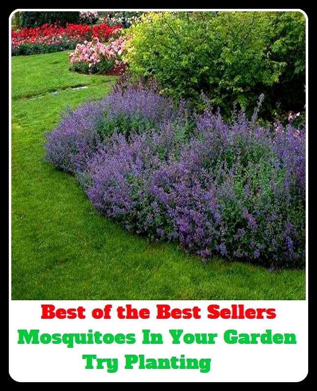 Best of the Best Sellers Mosquitoes In Your Garden Try Planting ( yard, plot, bed, patch, lawn, flower bed, flower garden, vegetable garden, herb garden)