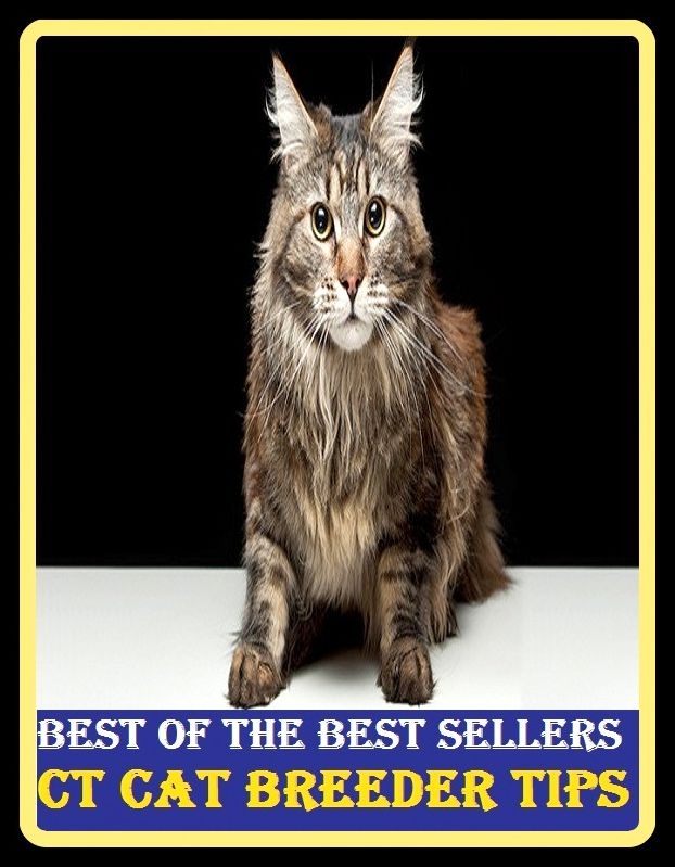 Best of the Best Sellers Ct Cat Breeder Tips ( cat and dog life, cat and mouse, cat and rat, cat bear, cat box, cat burglar, cat chow, cat cracker, cat diseases, cat fancier )