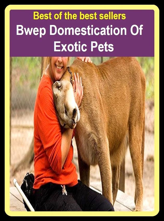 Best of the best sellers Domestication Of Exotic Pets ( domestic ant, domesticate, domesticated, domesticating., domestication, domestication, domestic, domesticity, domesticity, domesticate)
