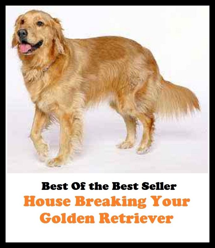 Best of the Best Sellers House Breaking Your Golden Retriever ( successful, prosperous, flourishing, thriving, favorable, providential, lucky, fortunate, happy, joyful, glorious )