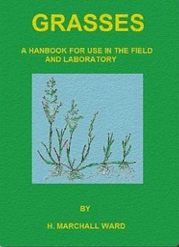 Grasses
