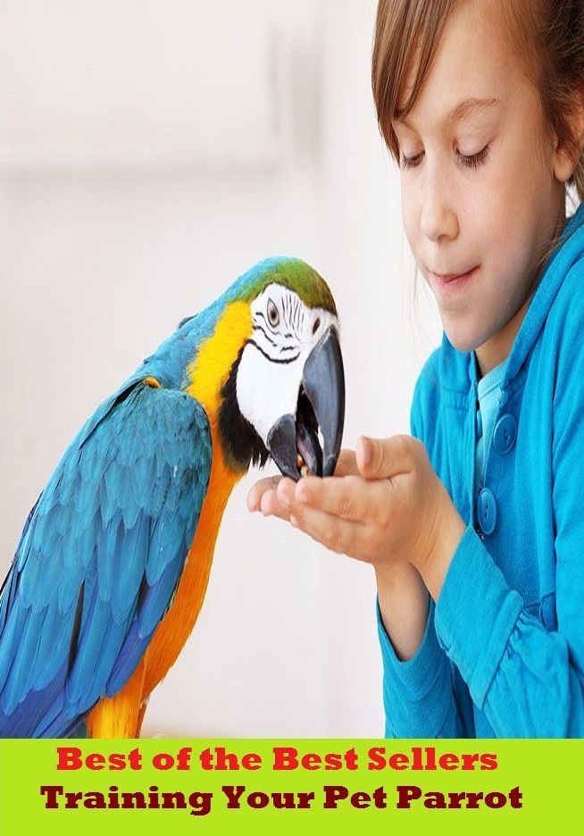 Best of the Best Sellers Training Your Pet Parrot (training support, training table, training unit, training wheel, training wheels, rainless, train like, trainload, trainman, train master)