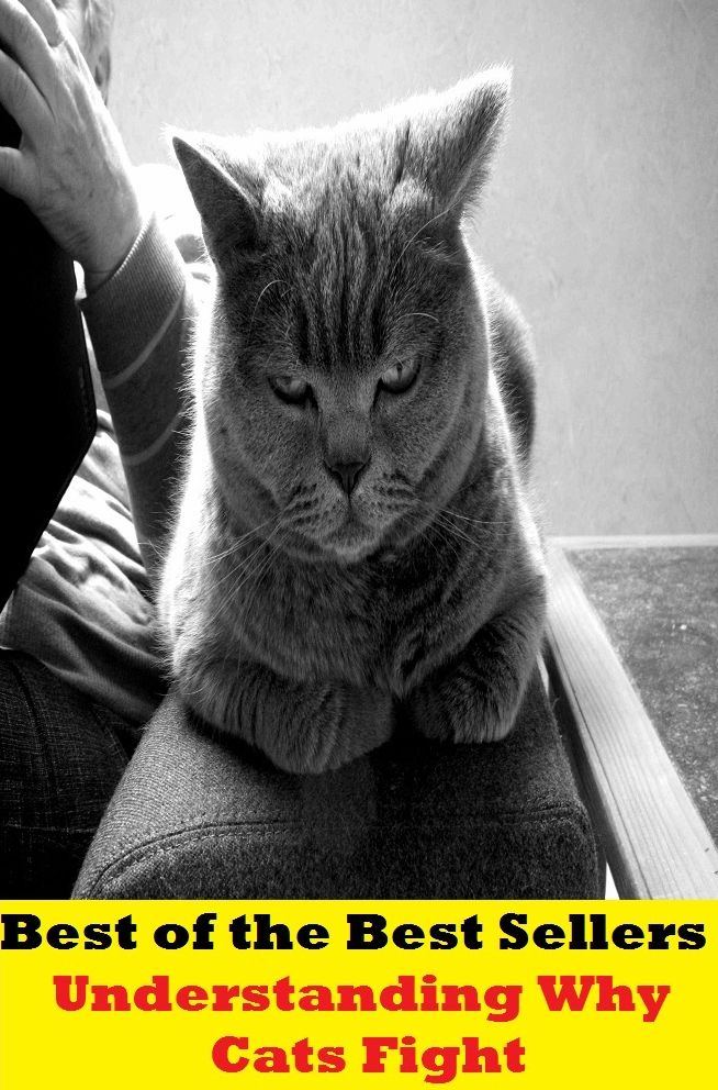 Best of the Best Sellers Understanding Why Cats Fight (understandable, understandably, understander, understander, understanding, understanding, the, understandingly, understanding, understate, understated)