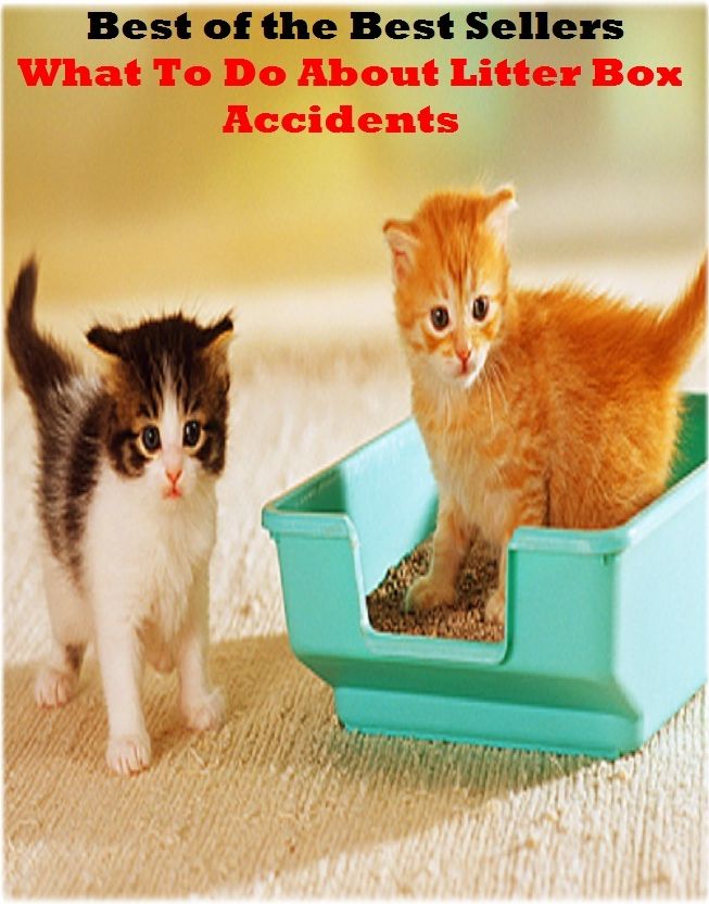 Best of the Best Sellers What To Do About Litter Box Accidents (what the doctor ordered, what they like, what time is it?, what up, what what (in the butt), what with, what you are, what you need)