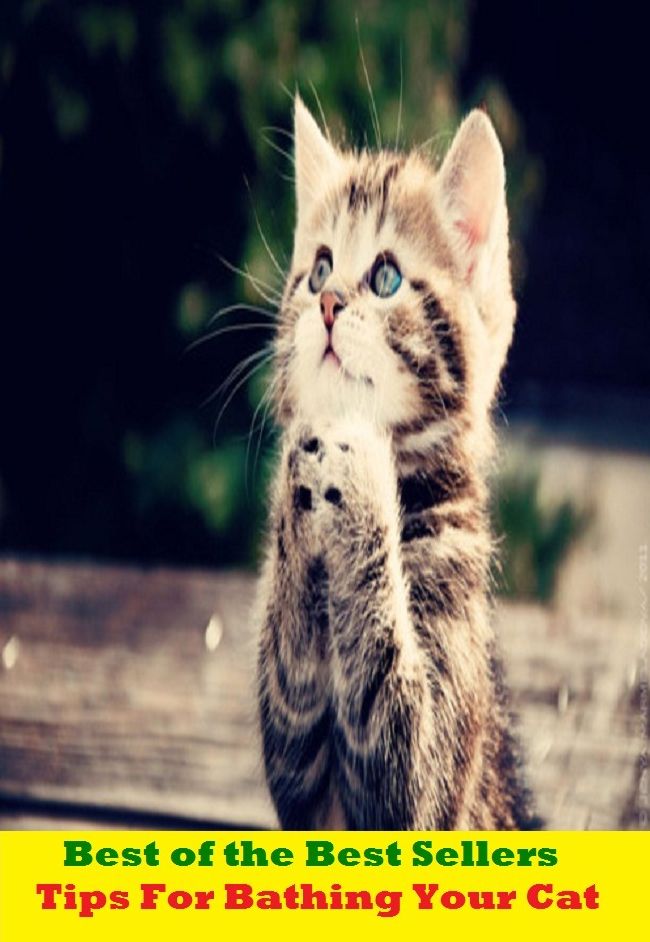 Best of the Best Sellers Tips For Bathing Your Cat (for all one is worth, for all practical purposes, for all the world, for any price, for anything, for better or worse, for cause, for certain, for children, for Christmases)