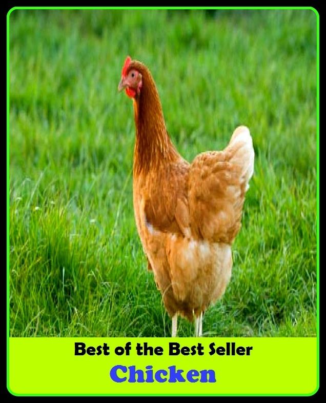 Best of the best seller Chicken(behavior,conduct,habits,style of living,way of acting,act,action,attitude,conduct,demeanor)