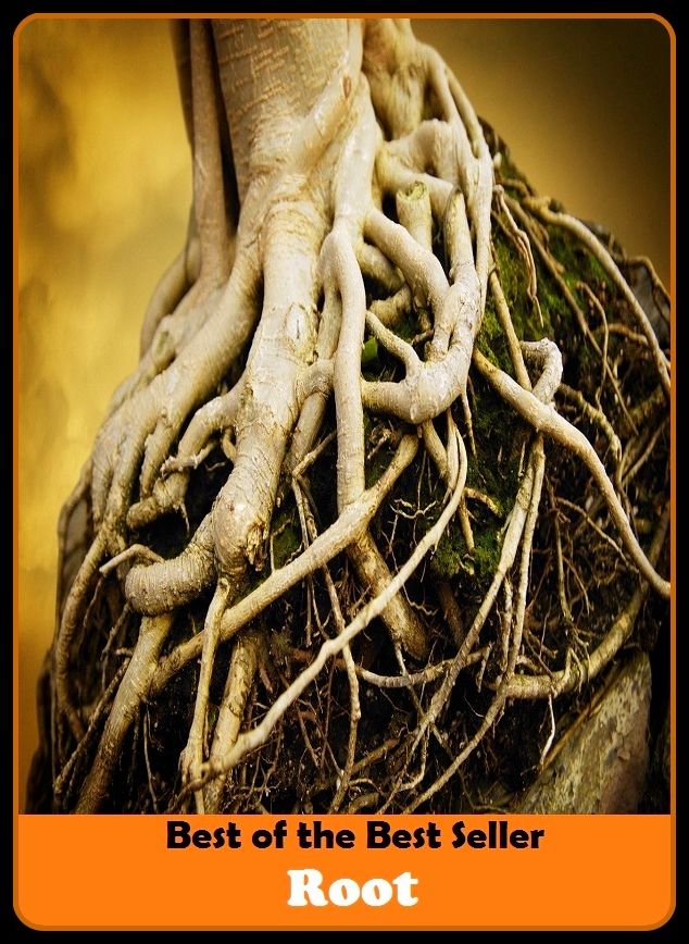 Best of the best seller Root(behavior,conduct,habits,style of living,way of acting,act,action,attitude,conduct,demeanor)
