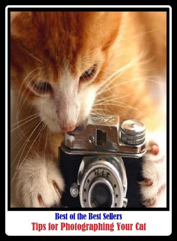 Best of the Best Sellers Tips for Photographing Your Cat ( arts, beaux arts, ceramics, design, drawing, graphic arts, painting, photography, sculpture, Tips for Photographing Your Cat )