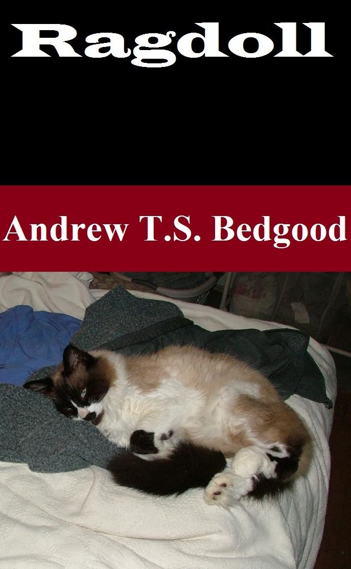 Ragdoll