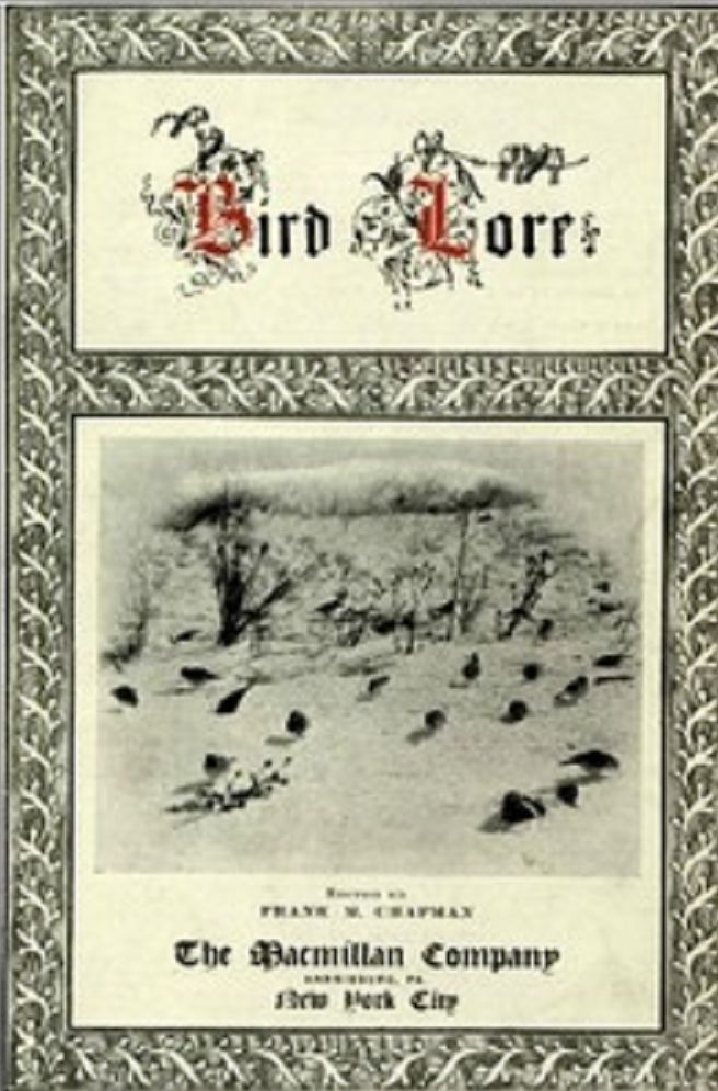 Bird Lore (Illustrated)