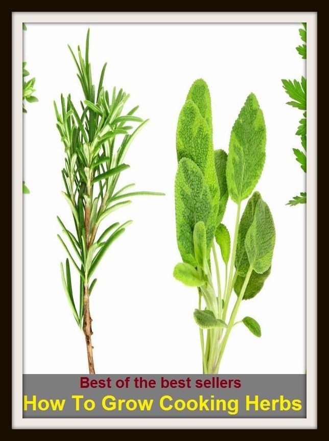 Best of the Best Sellers How To Grow Cooking Herbs (baker, servant, hash slinger, sous chef, chef, culinarian, mess sergeant, assistant, dependent, hireling, menial)