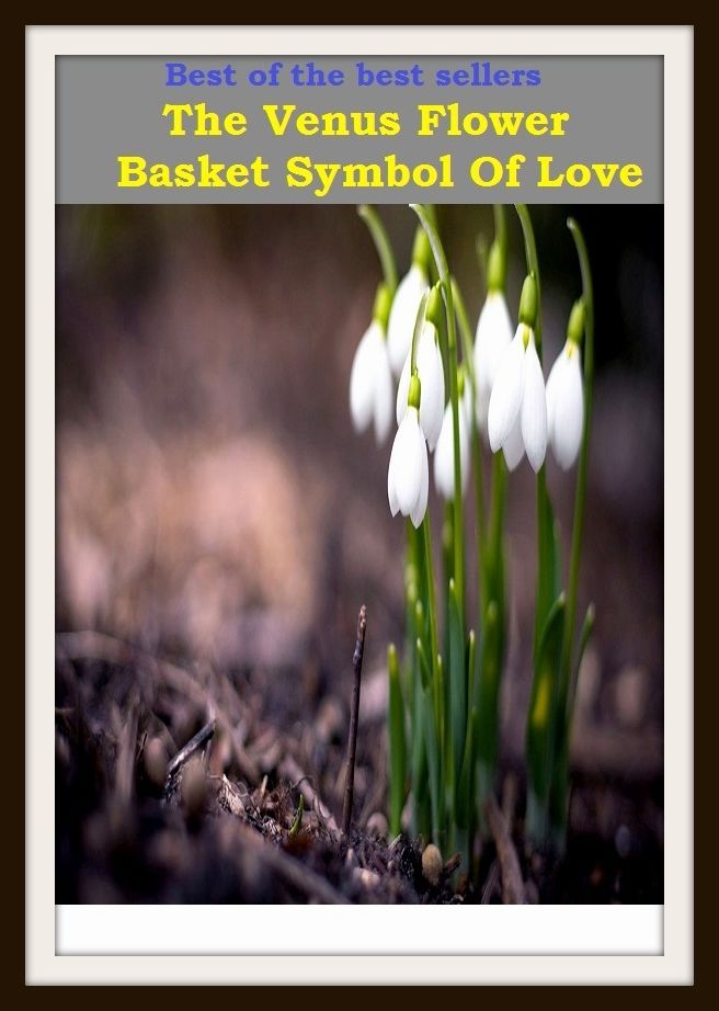 Best of the Best Sellers The Venus Flower Basket Symbol Of Love ( love, loving, amour, attachment, endearment, fancy, affection, fondness, endearment, loving )