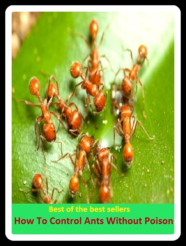 Best of the Best Sellers How To Control Ants Without Poison (agitation, nervousness, edginess, jumpiness, anxiety, uneasiness, excitability, movement, disquiet, activity, fitfulness, restiveness, hurry, bustle)